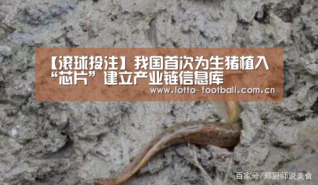 【滚球投注】我国首次为生猪植入“芯片”建立产业链信息库(图1) 足球下注